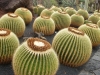 jardin-de-cactus-lanzarote-elena-uliyanova.jpg