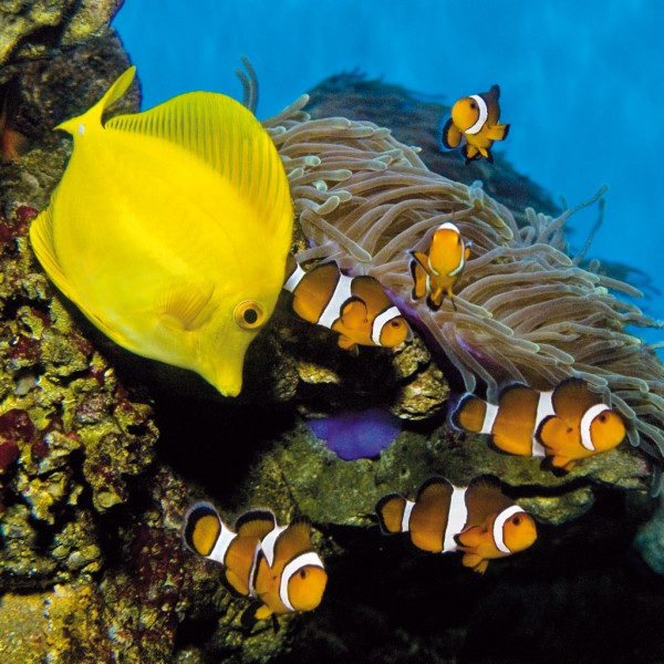 aquarium-barcelona